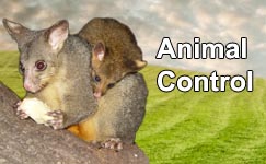 Smart Solutions for Animal Control
