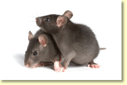 Humane Multi-Catch Live Mice Trap