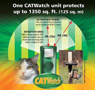 catwatch_5